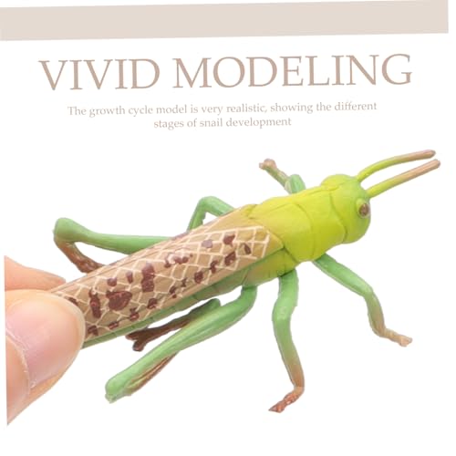 FRCOLOR Tiersimulation Wachstumszyklus Montessori Lernspielzeug für Vorschulkinder Pädagogisch Nachhaltige Wissenschaftsmodelle zur Frühen FRCOLOR Tiersimulation Wachstumszyklus Montessori Lernspielzeug für Vorschulkinder Pädagogisch Nachhaltige Wissenschaftsmodelle zur Frühen von FRCOLOR