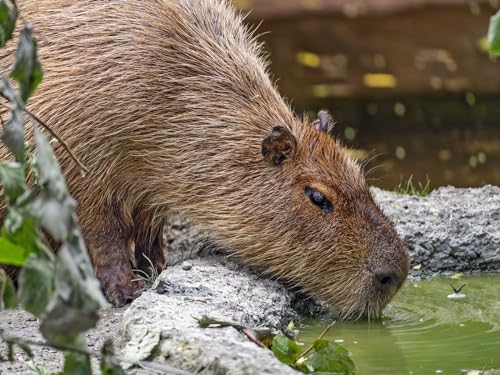 1000 Stück Puzzles für Kinder im Alter von 12 Jahren,-Wasserschwein, Tier, Steine 70x50cm von FRUKAT