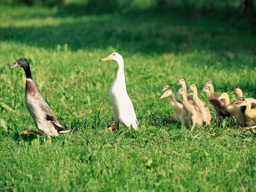 1000 Teile,Impossible Puzzle,Geschicklichkeitsspiel für die ganze Familie-Enten, Entenküken, Vögel 70x50cm von FRUKAT