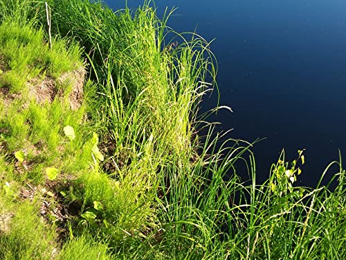 1000 Teile Erwachsenenpuzzle ab 14 Jahren, Grasküstenoberfläche 75x50cm 1000 Teile Erwachsenenpuzzle ab 14 Jahren, Grasküstenoberfläche 75x50cm von FRUKAT