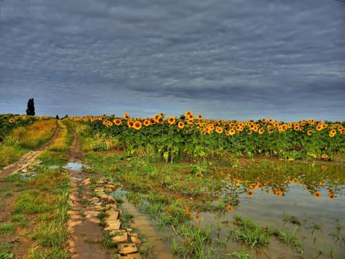 1000 Teile Impossible Puzzle,Geschicklichkeitsspiel für die ganze Familie-Feld, Straße, Sonnenblumen 75x50cm von FRUKAT