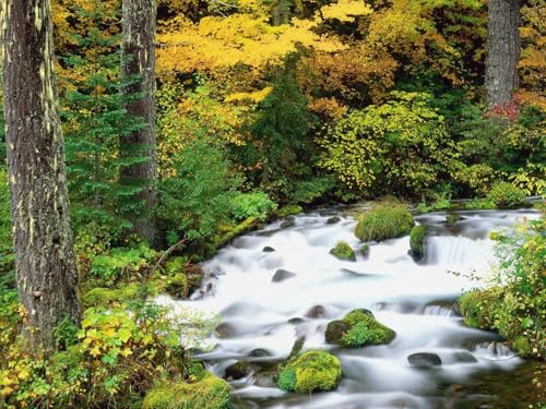 1000 Teile Puzzle,Farbenfrohes Puzzle für Erwachsene und Kinder ab 14 Jahren-Holz, Bäume, Herbst, Fluss, Steine 75x50cm von FRUKAT