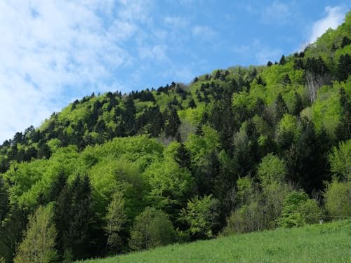 1000 Teile Puzzle,Farbenfrohes Puzzle für Erwachsene und Kinder ab 14 Jahren-Wälder, Bäume, Landschaft, Natur 75x50cm von FRUKAT