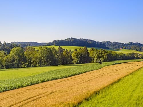 1000 Teile Puzzle,Geschicklichkeitsspiel für die ganze Familie,-Feld, Gras, Bäume 75x50cm von FRUKAT