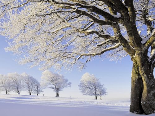 1000 Teile Puzzle,Lernen Pädagogische Puzzle Spielzeug -Bäume, Schnee, Raureif, Feld 75x50cm von FRUKAT