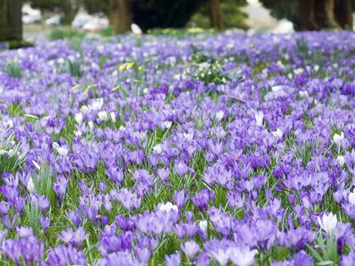 1000 Teile Puzzle,Lernen Pädagogische Puzzle Spielzeug -Blumen, Natur, Blätter 75x50cm von FRUKAT