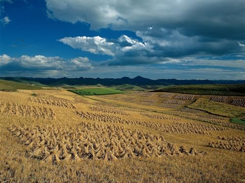 1000 Teile Puzzle,Lernen Pädagogische Puzzle Spielzeug -Felder, Garben, Landwirtschaft, Heu 75x50cm von FRUKAT