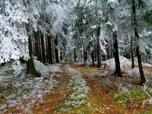 1000 Teile Puzzle,Lernen Pädagogische Puzzle Spielzeug -Tannen, Raureif, Winter 75x50cm von FRUKAT