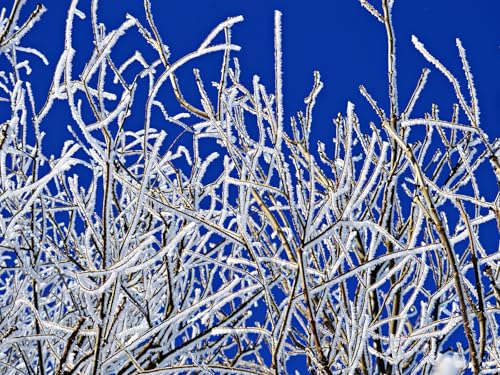 1000 Teile Puzzle,Lernen Pädagogische Puzzle Spielzeug -Zweige, Frost, Winter 75x50cm von FRUKAT