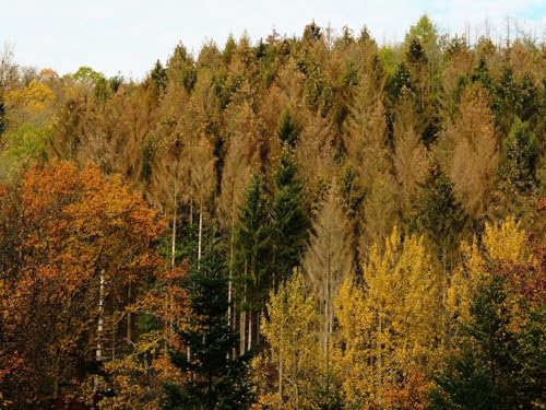 1000 Teile Puzzle,Puzzle für Erwachsene,Puzzle Farbenfrohes-Wälder, Herbst, Bäume 75x50cm von FRUKAT