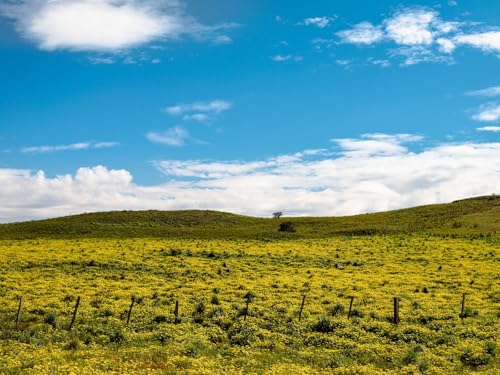 1000 Teile Puzzle,herausforderndes Puzzle für Erwachsene und Kinder ab 14 Jahren-Hill, Blumen, Gras, Wolken, Himmel 75x50cm von FRUKAT