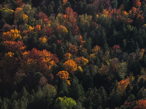 1000 Teile Puzzle ab 14 Jahren,buntes Erwachsenenpuzzle -Wälder, Antenne, Ansicht, Bäume 75x50cm von FRUKAT