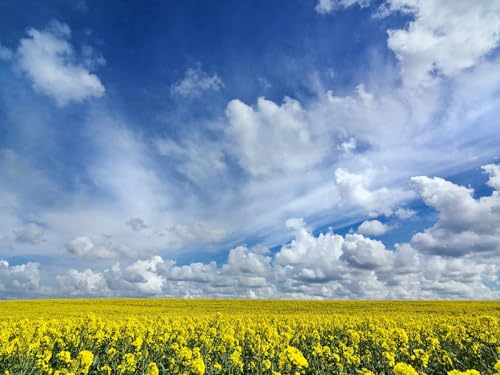 1000 Teile Puzzle für Erwachsene und Kinder ab 14 Jahren-Feld, Blumen, Horizont 75x50cm von FRUKAT