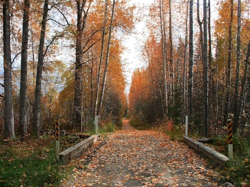 1000 Teile Puzzle für Erwachsene und Kinder ab 14 Jahren-Fußweg, Straße, Herbst 75x50cm von FRUKAT