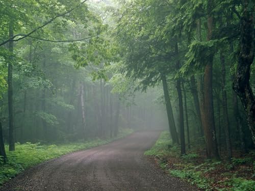 1000 Teile Puzzle für Erwachsene und Kinder ab 14 Jahren-Nebel, Straße, Holz 75x50cm von FRUKAT