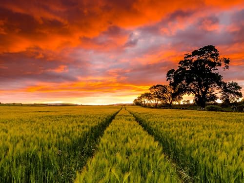 1000 Teile Puzzle für Erwachsene und Kinder ab 14 Jahren Puzzle für Wohnkultur-Feld, Horizont, Sonnenuntergang 75x50cm von FRUKAT