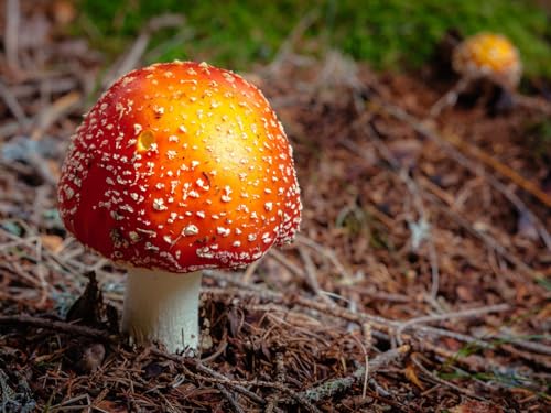 1000 Teile Puzzle für Erwachsene und Kinder ab 14 Jahren Puzzle für Wohnkultur-Fliege, Agaric, Pilz, Herbst 75x50cm von FRUKAT