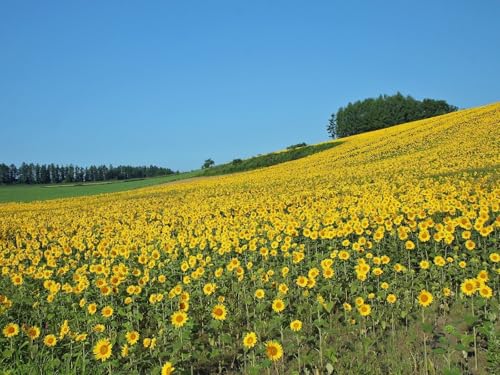 1500 Teile Puzzle,Farbenfrohes Puzzle für Erwachsene und Kinder ab 14 Jahren-Feld, Sonnenblumen, Sommer 87x57cm von FRUKAT