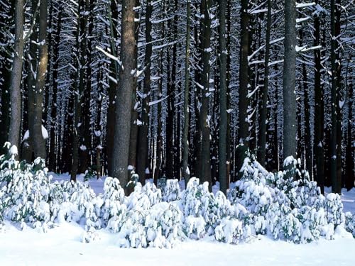 1500 Teile Puzzle,Geschicklichkeitsspiel für die ganze Familie,-Holz, Bäume, Stämme, Büsche, Schneeverwehungen 87x57cm von FRUKAT