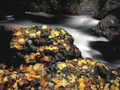 1500 Teile Puzzle,Lernen Pädagogische Puzzle Spielzeug -Blätter, Herbst, Fluss, Steine, Moos 87x57cm von FRUKAT