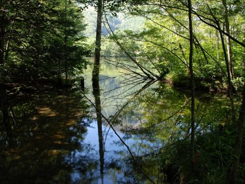 1500 Teile Puzzle,Lernen Pädagogische Puzzle Spielzeug -Holz, See, Bäume, Wasser 87x57cm von FRUKAT