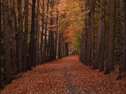 1500 Teile Puzzle farbenfrohes Puzzle für Erwachsene und Kinder -Herbst, Wälder, Pfad 87x57cm von FRUKAT