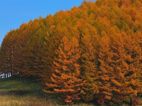 1500 Teile Puzzle für Erwachsene und Kinder ab 14 Jahren-Herbst, Holz, Bäume 87x57cm von FRUKAT