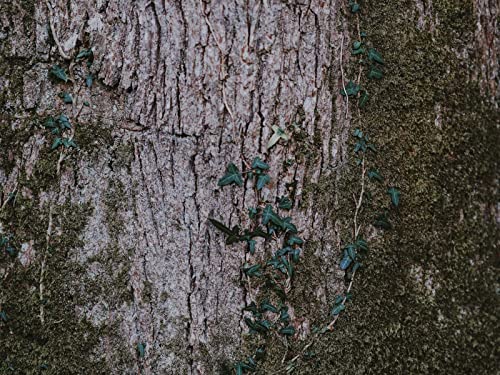 1500 Teile Puzzle für Erwachsene und Kinder ab 14 Jahren - Moos Holz Rinde 87x57cm 1500 Teile Puzzle für Erwachsene und Kinder ab 14 Jahren - Moos Holz Rinde 87x57cm von FRUKAT