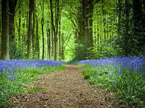 500 Teile Erwachsenenpuzzle ab 14 Jahren, Wälder Weg Blumen 52x38cm 500 Teile Erwachsenenpuzzle ab 14 Jahren, Wälder Weg Blumen 52x38cm von FRUKAT