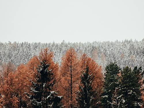 500 Teile Impossible Puzzle,Geschicklichkeitsspiel für Die Ganze Familie - Wälder Bäume Schnee 52x38cm 500 Teile Impossible Puzzle,Geschicklichkeitsspiel für Die Ganze Familie - Wälder Bäume Schnee 52x38cm von FRUKAT