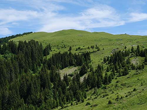 500 Teile Puzzle,Farbenfrohes Puzzle für Erwachsene und Kinder ab 14 Jahren - Hügel Bäume Natur 52x38cm 500 Teile Puzzle,Farbenfrohes Puzzle für Erwachsene und Kinder ab 14 Jahren - Hügel Bäume Natur 52x38cm von FRUKAT