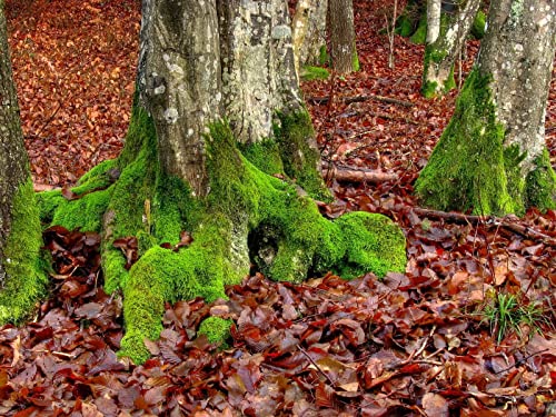500 Teile Puzzle,Farbenfrohes Puzzle für Erwachsene und Kinder ab 14 Jahren - Moosbäume Blätter 52x38cm 500 Teile Puzzle,Farbenfrohes Puzzle für Erwachsene und Kinder ab 14 Jahren - Moosbäume Blätter 52x38cm von FRUKAT