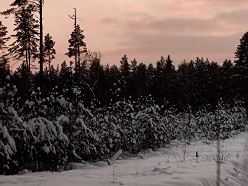 500 Teile Puzzle,Farbenfrohes Puzzle für Erwachsene und Kinder ab 14 Jahren - Wälder Bäume Schnee 52x38cm 500 Teile Puzzle,Farbenfrohes Puzzle für Erwachsene und Kinder ab 14 Jahren - Wälder Bäume Schnee 52x38cm von FRUKAT