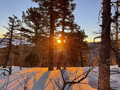 500 Teile Puzzle,Farbenfrohes Puzzle für Erwachsene und Kinder ab 14 Jahren - Wälder Bäume Zweige 52x38cm 500 Teile Puzzle,Farbenfrohes Puzzle für Erwachsene und Kinder ab 14 Jahren - Wälder Bäume Zweige 52x38cm von FRUKAT