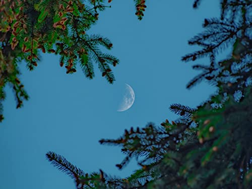 500 Teile Puzzle,Geschicklichkeitsspiel für Die Ganze Familie, Mondhimmelzweige 52x38cm 500 Teile Puzzle,Geschicklichkeitsspiel für Die Ganze Familie, Mondhimmelzweige 52x38cm von FRUKAT