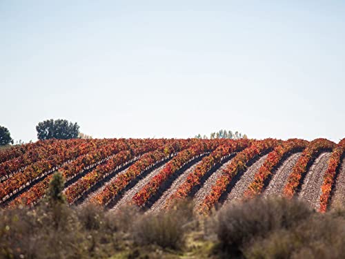 500 Teile Puzzle,Geschicklichkeitsspiel für Die Ganze Familie, Weinrebenfeld 52x38cm 500 Teile Puzzle,Geschicklichkeitsspiel für Die Ganze Familie, Weinrebenfeld 52x38cm von FRUKAT