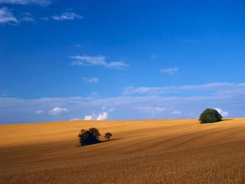 500 Teile Puzzle,Geschicklichkeitsspiel für die ganze Familie, Feld, Heu, Gras 52x38cm von FRUKAT