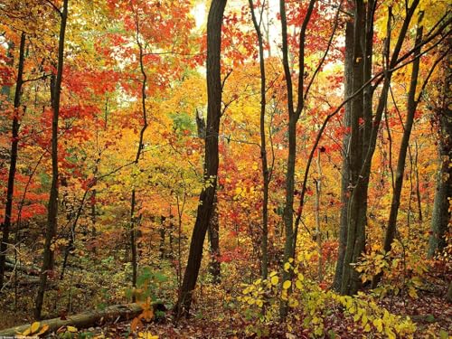 500 Teile Puzzle,Geschicklichkeitsspiel für die ganze Familie-Bäume, Wälder, Herbst, Laub 52x38cm von FRUKAT