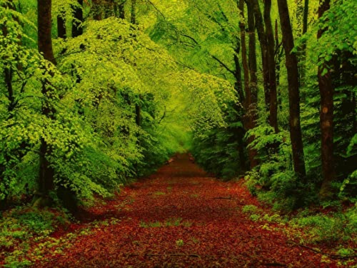 500 Teile Puzzle,Impossible Puzzle,Puzzle-Geschenk, Wälder Bäume Wege 52x38cm 500 Teile Puzzle,Impossible Puzzle,Puzzle-Geschenk, Wälder Bäume Wege 52x38cm von FRUKAT