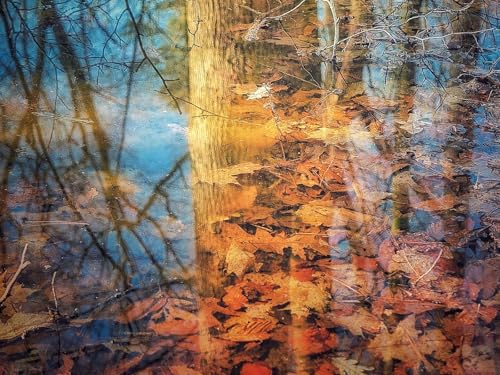500 Teile Puzzle,Impossible Puzzle für Kleinkinder Jungen Mädchen 14 Jahre alt - Reflexion Baumblätter 52x38cm 500 Teile Puzzle,Impossible Puzzle für Kleinkinder Jungen Mädchen 14 Jahre alt - Reflexion Baumblätter 52x38cm von FRUKAT