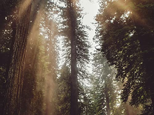 500 Teile Puzzle,Impossible Puzzle für Kleinkinder Jungen Mädchen 14 Jahre alt - Wälder Bäume Sonnenlicht 52x38cm 500 Teile Puzzle,Impossible Puzzle für Kleinkinder Jungen Mädchen 14 Jahre alt - Wälder Bäume Sonnenlicht 52x38cm von FRUKAT