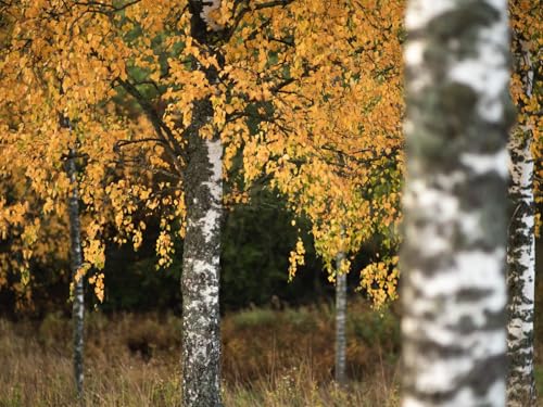 500 Teile Puzzle,Lernen Pädagogische Puzzle Spielzeug -Birken, Bäume, Herbst 52x38cm von FRUKAT