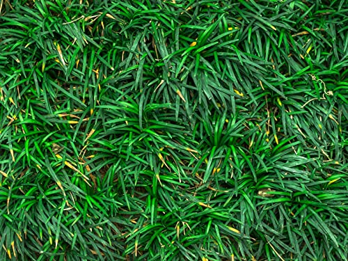 500 Teile Puzzle,Lernen Pädagogische Puzzle Spielzeug - Grass Closeup Green 52x38cm 500 Teile Puzzle,Lernen Pädagogische Puzzle Spielzeug - Grass Closeup Green 52x38cm von FRUKAT