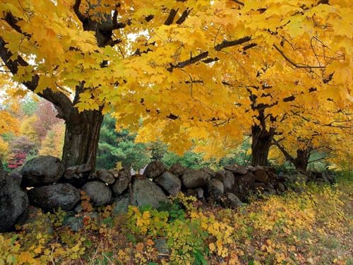 500 Teile Puzzle,Lernen Pädagogische Puzzle Spielzeug -Herbst, Bäume, Steine 52x38cm von FRUKAT