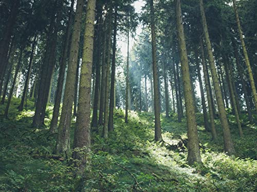 500 Teile Puzzle,Lernen Pädagogische Puzzle Spielzeug - Wälder Licht Bäume 52x38cm 500 Teile Puzzle,Lernen Pädagogische Puzzle Spielzeug - Wälder Licht Bäume 52x38cm von FRUKAT