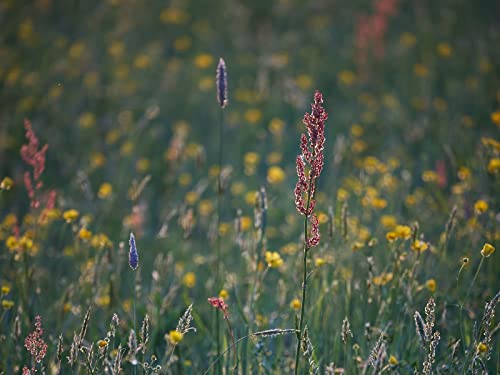 500 Teile Puzzle,Puzzle für Erwachsene,Farbenfrohes Legespiel - Graspflanzen 52x38cm 500 Teile Puzzle,Puzzle für Erwachsene,Farbenfrohes Legespiel - Graspflanzen 52x38cm von FRUKAT