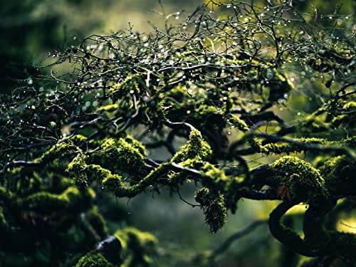 500 Teile Puzzle,Puzzle für Erwachsene,Puzzle Farbenfrohes - Mooszweige Tropfen 52x38cm 500 Teile Puzzle,Puzzle für Erwachsene,Puzzle Farbenfrohes - Mooszweige Tropfen 52x38cm von FRUKAT