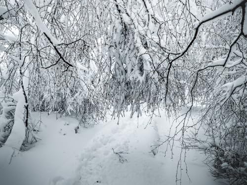 500 Teile Puzzle farbenfrohes Puzzle für Erwachsene und Kinder -Zweige, Schnee, Winter 52x38cm von FRUKAT