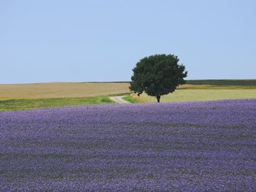 500 Teile Puzzle für Erwachsene und Kinder ab 14 Jahren-Feld, Blumen, Baum 52x38cm von FRUKAT