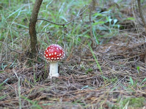 500 Teile Puzzle für Erwachsene und Kinder ab 14 Jahren-Fliege, Agaric, Pilz, giftig 52x38cm von FRUKAT